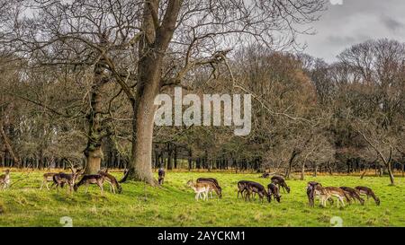 Grande mandria di cervi nel paesaggio della foresta, Phoenix Park, Irlanda Foto Stock