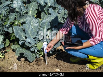 Agronom misura terreno in piantagione di broccoli. Primo piano testa broccoli in giardino. Crescita industriale e suolo di misura. Foto Stock