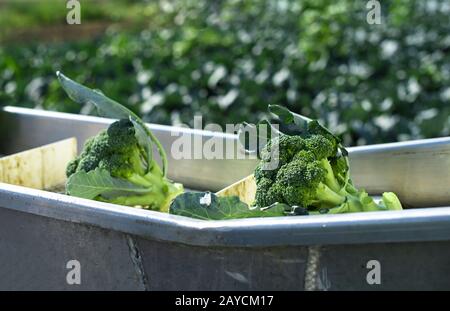 Raccogliere broccoli in azienda con trattore e trasportatore. Lavoratori che raccolgono broccoli nel campo. Foto Stock