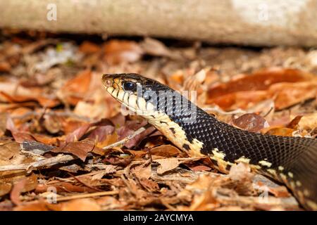 Serpente malgascio Hognose gigante, fauna selvatica del Madagascar Foto Stock