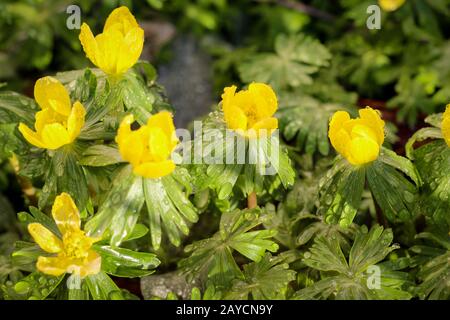 Mazzo di arancio giallo Eranthis, aconite invernale in fiore. Primi fiori primaverili nel giardino al sole Foto Stock