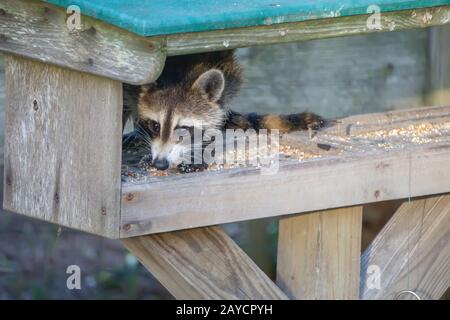 raccoon rubare cibo da alimentatore Foto Stock