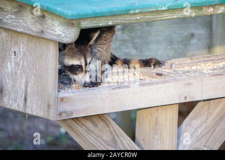 raccoon rubare cibo da alimentatore Foto Stock