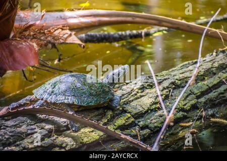 Un cursore Red-Eared nello stagno della Frontera Audubon Society, Texas Foto Stock