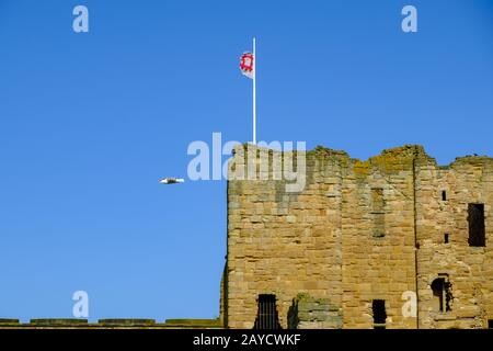 Seagull vola sopra il Priorato e Castello medievale di Tynemouth, Regno Unito Foto Stock