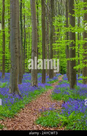 La famosa foresta Hallerbos a Bruxelles Belgio Foto Stock