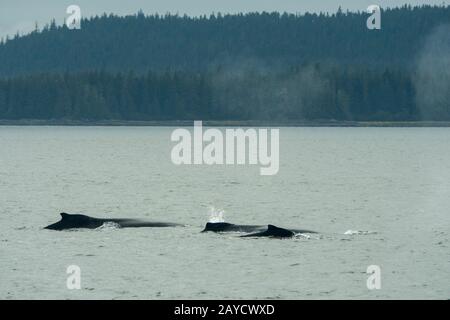 Humpback Whales in Stephens Passage, un canale tra Admiralty Island a ovest e l'Alaska continentale e Douglas Island a est, vicino a Junea Foto Stock