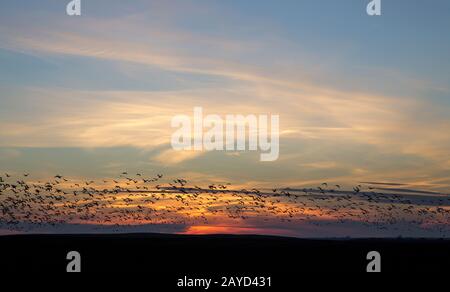 Le oche delle nevi al tramonto Foto Stock