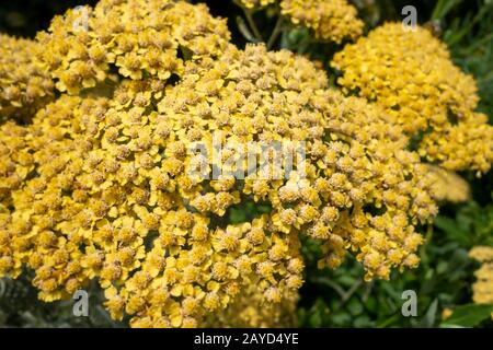 Fiori gialli di disco lasciato oro Compositae Solidago rigida per il Nord America Foto Stock