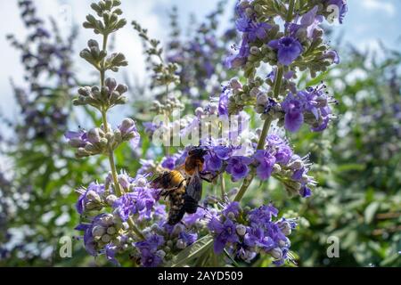 due tipi di api che si nutrono di polline di fiori di lavanda in un giardino Foto Stock