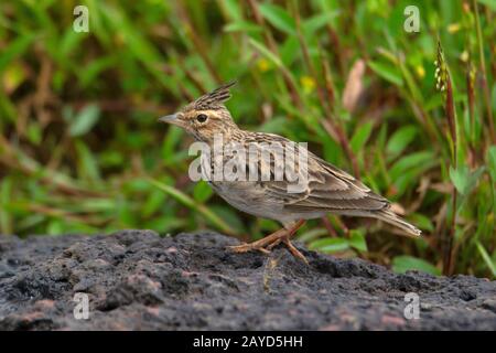 Il lark Malabar, o il lark malabarico crested Galerida malabarica endemica al Plateau di Kaas, Maharshtra, India Foto Stock