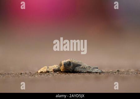 Ulivo Ridley tartaruga a basso angolo sparato sulla spiaggia. Lepichelys olivacea, vulnerabile Foto Stock
