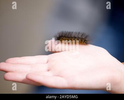 Lanosi Bear Caterpillar Foto Stock