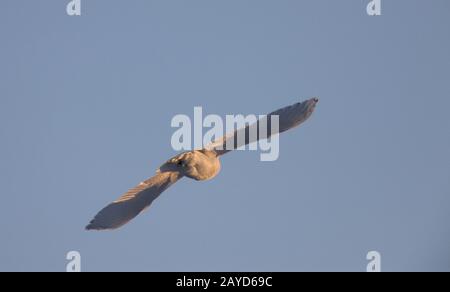 Civetta delle nevi in volo Foto Stock