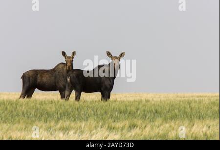 Prairie Moose Saskatchewan Foto Stock