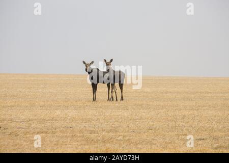 Prairie Moose Saskatchewan Foto Stock