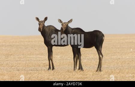 Prairie Moose Saskatchewan Foto Stock