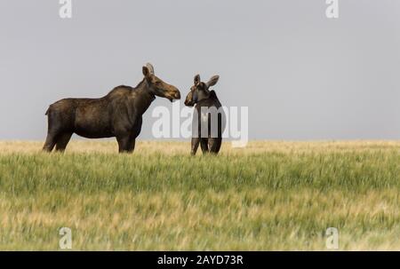 Prairie Moose Saskatchewan Foto Stock