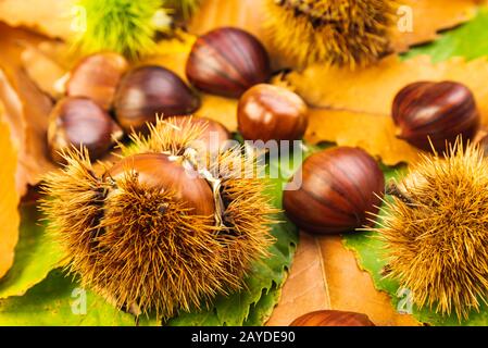 Mature castagne vicino. Materie Le Castagne per Natale tempo di autunno Foto Stock