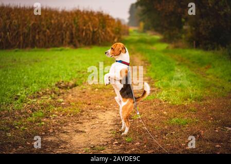 Divertenti cane beagle in piedi su due zampe osservando i dintorni. Cane in ambiente rurale Foto Stock