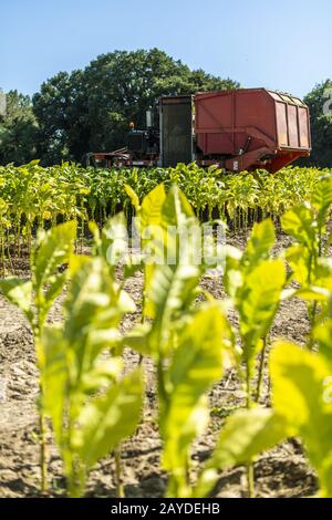 Raccolta delle foglie di tabacco con il trattore della trebbiatrice Foto Stock