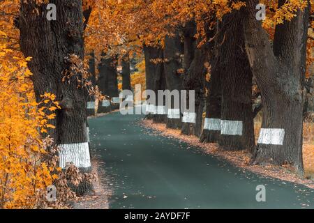 caduta di alberi colorati sul vicolo in autunno Foto Stock