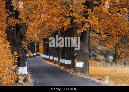 caduta di alberi colorati sul vicolo in autunno Foto Stock