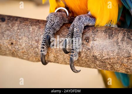 dettagli, ritratto, vista di un macaw, papagai Foto Stock