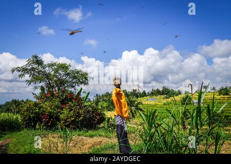 Scarecrow in Jatiluwih risaie campo, Bali, Indonesia Foto Stock