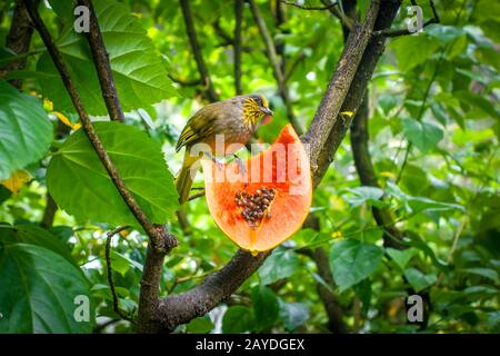 Piccolo uccello tropicale che mangia una frutta Foto Stock
