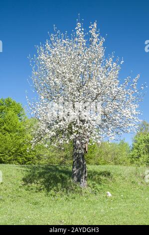 Sbocciato melo su erba verde prato in chiara giornata di sole Foto Stock