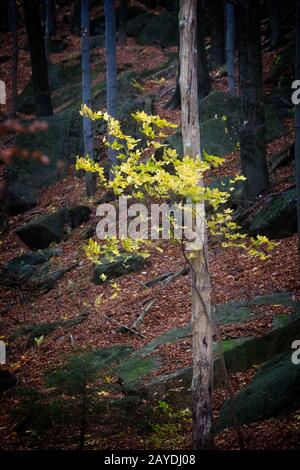 Foresta profonda in colori autunnali Foto Stock
