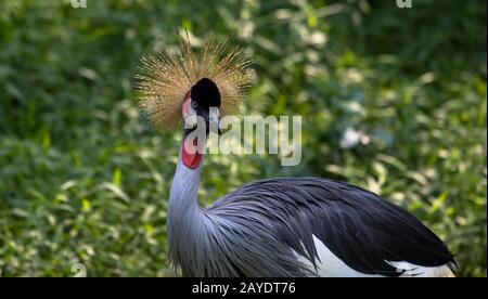 Bellissimo uccello, Crane Corate grigio con occhio blu e bianco Foto Stock