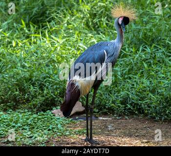 Bellissimo uccello, Crane Corate grigio con occhio blu e bianco Foto Stock