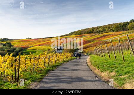 Estate indiana sulla strada del vino rosso nella valle di Ahr Foto Stock