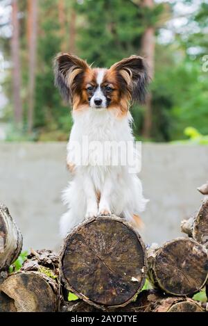 Outdoor ritratto di un papillon purebreed cane Foto Stock