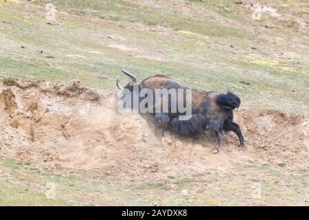 yak selvatico in bagno di fango Foto Stock