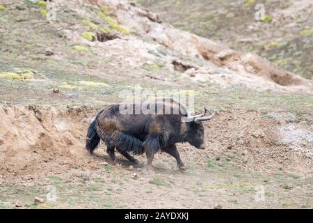 yak selvaggio, bos mutus in bagno di fango Foto Stock