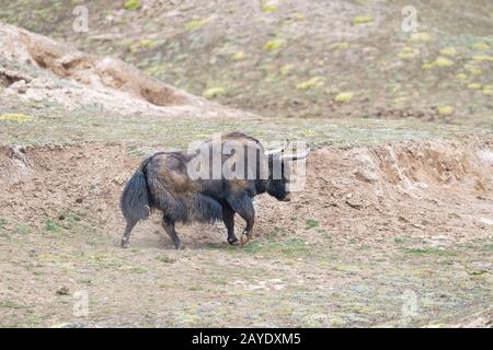 yak selvaggio, bos mutus in qinghai Foto Stock