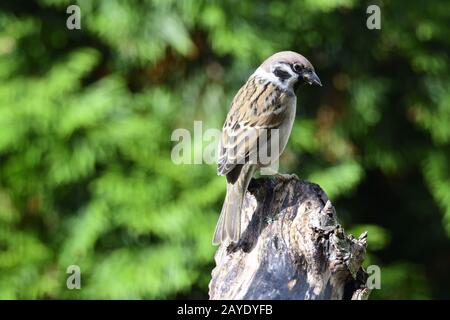 Eurasian tree sparrow Foto Stock