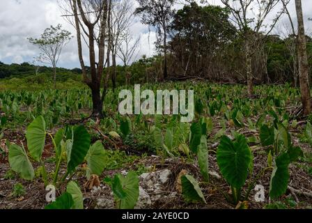 Taro cresce a Niue, è una delle colture coltivate più antiche del mondo Foto Stock