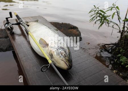 trofeo grande trota pesce Foto Stock