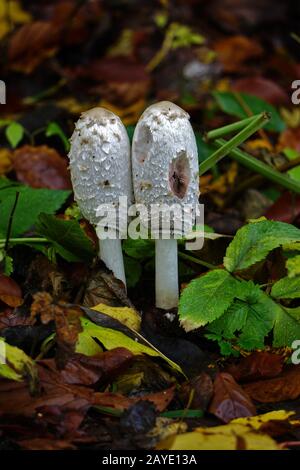 parrucca dell'avvocato, cappuccio di inchiostro shaggy, inkcap shaggy, Foto Stock