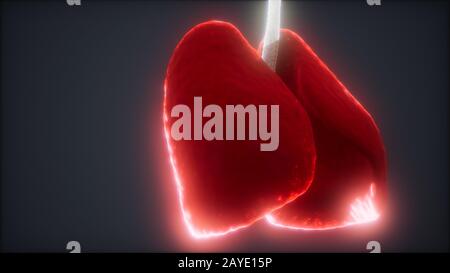 animazione 3d del polmone umano con rendering medico accurato Foto Stock
