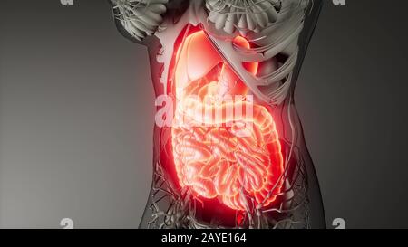 Apparato digestivo umano parti e funzioni Foto Stock