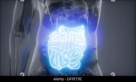 Intestino umano esame radiologico Foto Stock