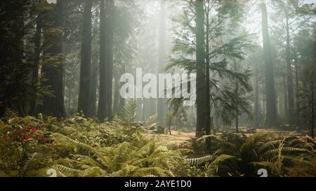 Tramonto sulla Foresta Gigante, Sequoia National Park, California Foto Stock