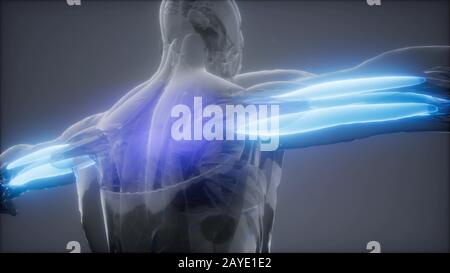 Tricipiti - Visibile anatomia muscolare mappa Foto Stock