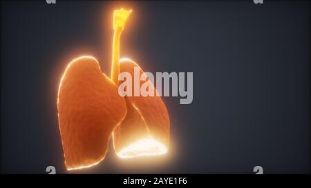 Animazione 3d dei polmoni umani Foto Stock