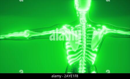Trasparente del corpo umano con le ossa visibili Foto Stock